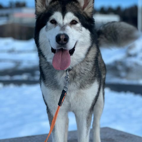 Alaskan Malamute Tispe