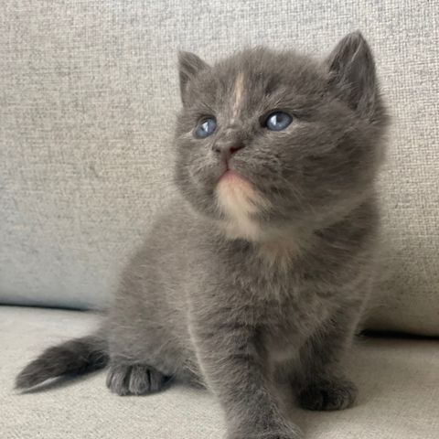 RESERVERT- Supersøt kattunge jente - leveringsklar tidligst 11. juli