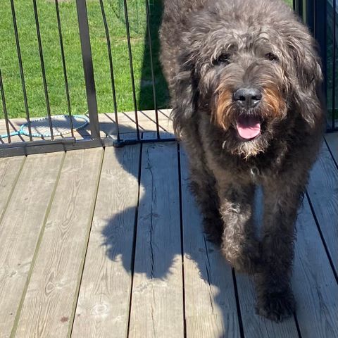 Saint Berdoodle tispe søker fôrvert familie.