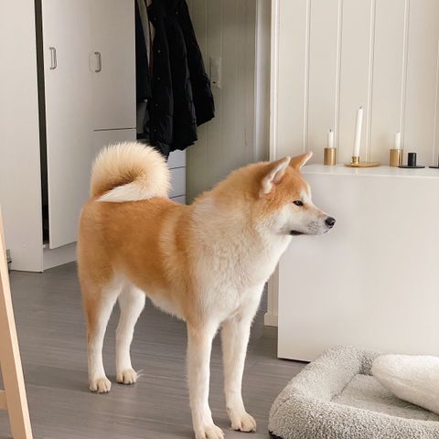 Leter etter fast hundepass til min Japansk Akita Inu