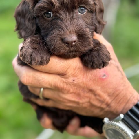 Australian cobberdog valper, liten medium brune