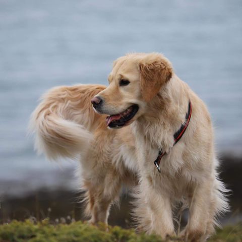 Golden retriever valper selges