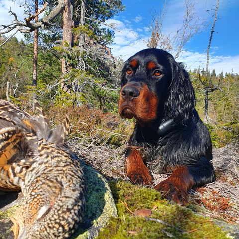 Guidet Skogsfugljakt i Drangedal