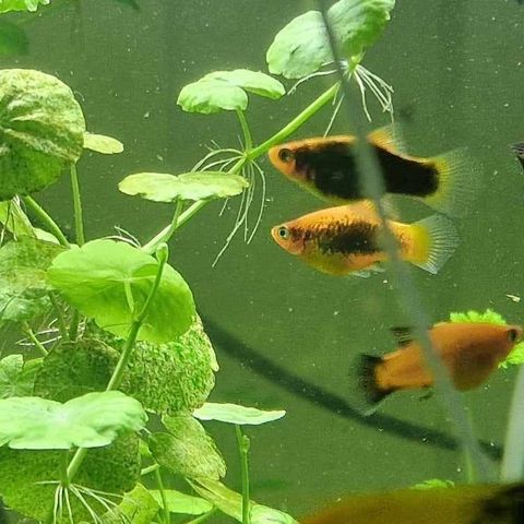 Akvariefisk Platy, Sebra, Sverddrager, Molly og Gourami