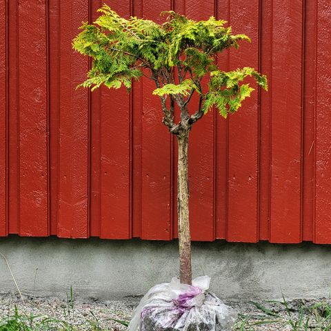 TUJA PÅ STAMME