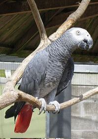 Familie ønsker og passe en papegøye