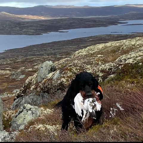 Gordonsetter valper til salgs.