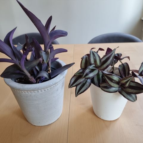 To lilla planter med potter