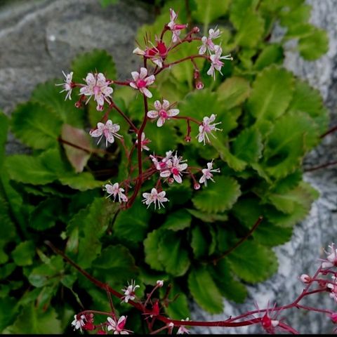 Skyggesildre". Planten har grønne blader med hvite / rosa blomster.