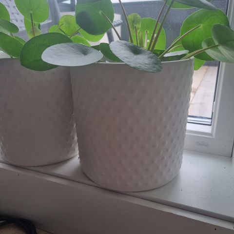 Potter med Pilea (elefantøre)