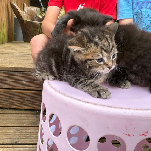 Maine Coon kattunger