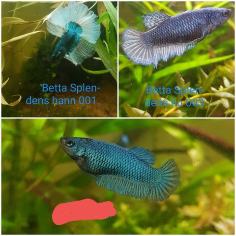 Betta Splendens huer