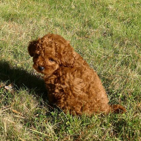 Maltipoo valper