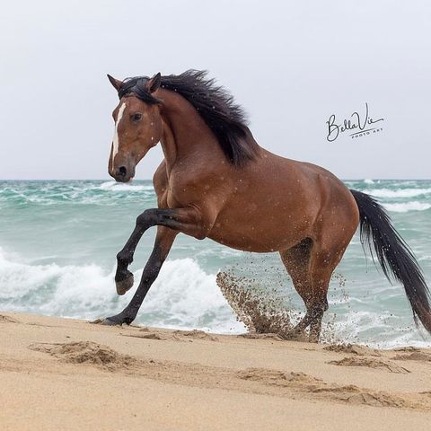 5 års Lusitano hingst