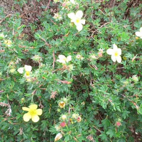 Buskmure avlegger: busk med gule blomster