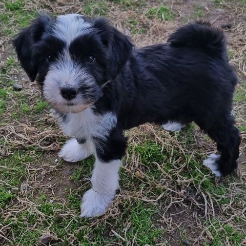 Leveringsklare hannvalper, tibetansk terrier!