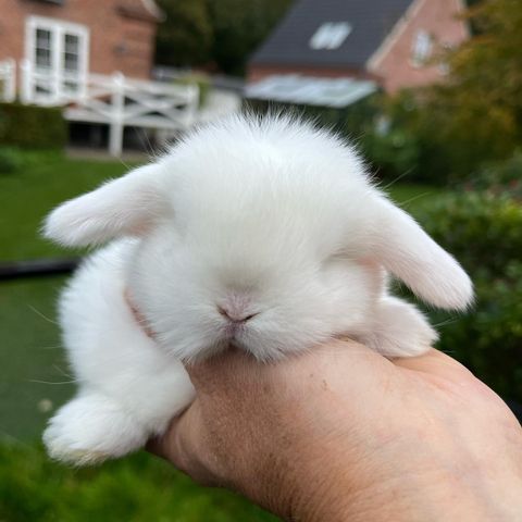 Minilop / Holland lop / Miniature lop - kaninunger fra oppdretter