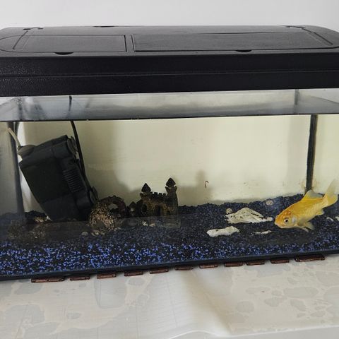 Akvarium med fisk til salgs