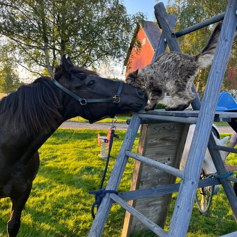 Hest på helfor