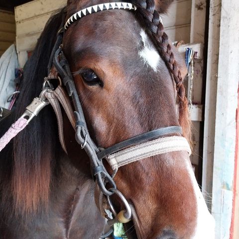 Ønsker kompis og leikekompis til beite for 2 års hingst