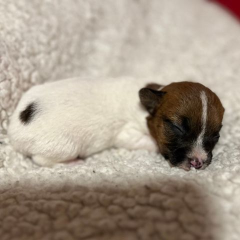 Jack Russell valper NKK-reg