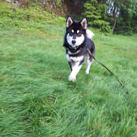 Alaskan Malamute valper klare for nye hjem.  Fôravtale aktuelt.