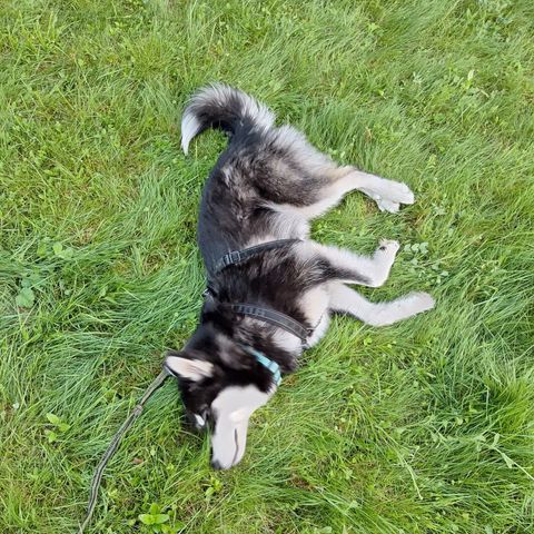 Alaskan Malamute valper klare for nye hjem.  Fôravtale aktuelt.