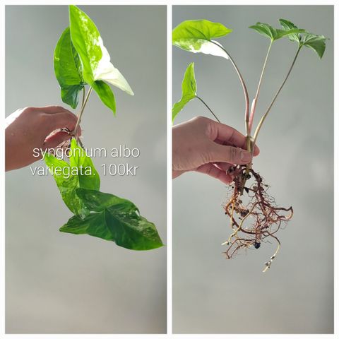 Syngonium albo variegata.  Etablert planter