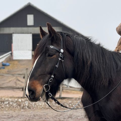 Forrytter ønskes til snill Shire hest!