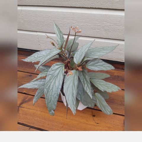Himalayan Silver Begonia. Begonia hatacoa. Stiklinger.