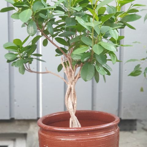 Nydelig og sunn Ficus Microcarpa plante med flettet stamme