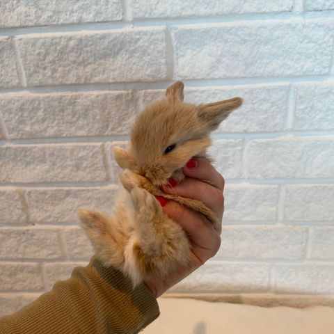 Minilop, nydelige kaninunger selges