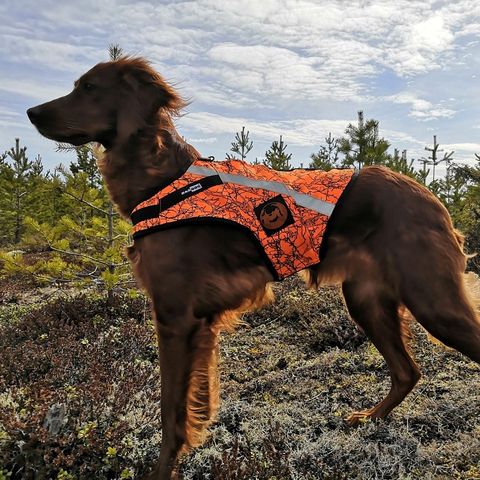 Kardog Rymy Sikkerhetsvest til hund