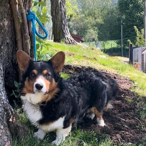 Welsh Corgi hann 2,5 år m/NKK registrering