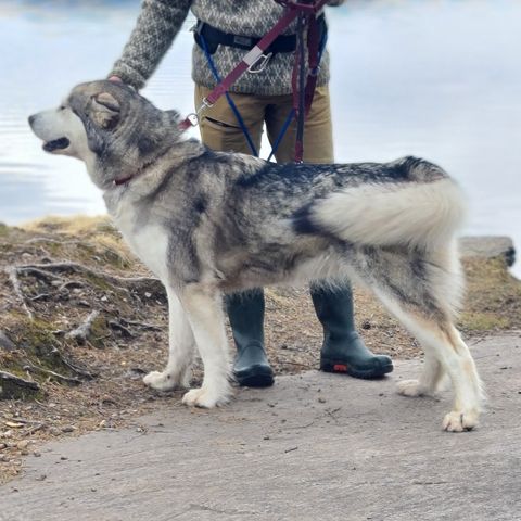 Alaskan Malamute valper ventes