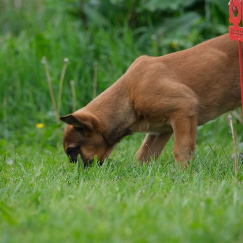 Malinois hann valp