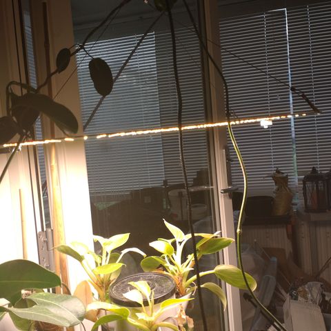 Plantelys LED fullspektrum