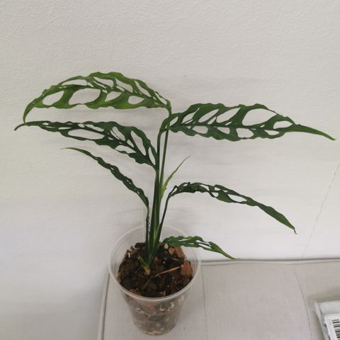 Monstera obliqua peru