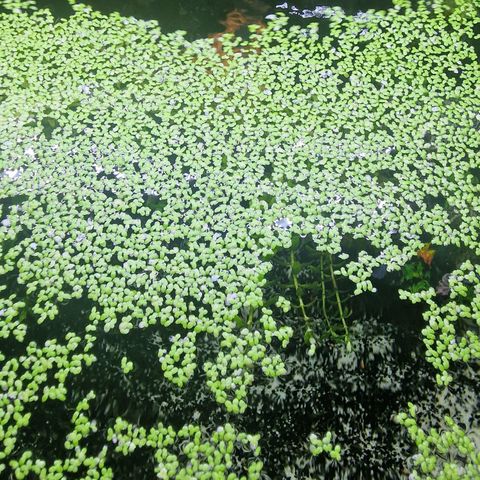 Duck weed