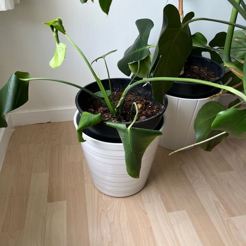 Monstera deliciosa selges for 80kr