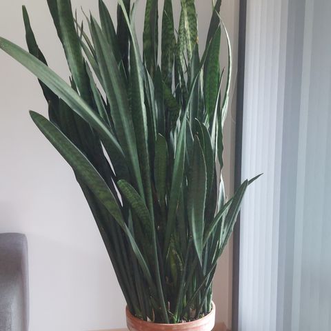 Sansevieria  ,   høyde: 1.45 m