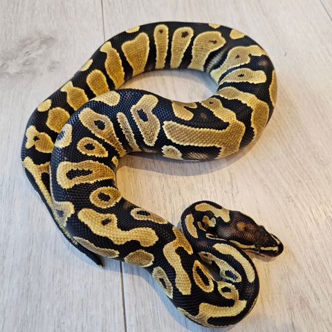 Kongepyton 0.1 normal (?) dobbelhet lavender/clown 50% het pied