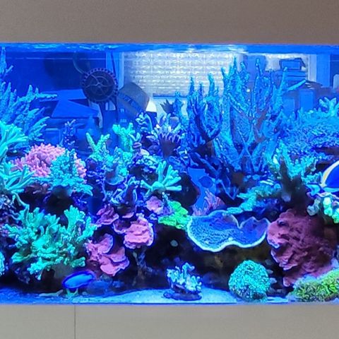 Koraller  sps og lps til saltvannsakvarium