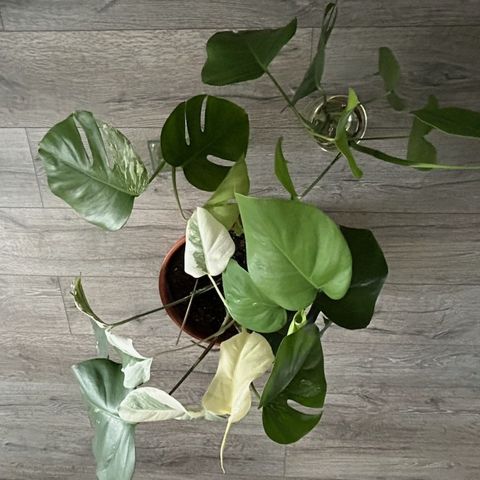 Monstera variegata  med røtter (300 kr, 500 kr og 850 kr)