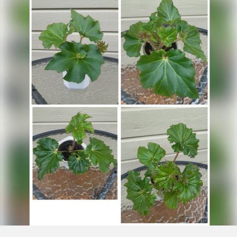 Selger hele planten! Begonia Manicata.