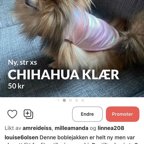 Chihuahua klær