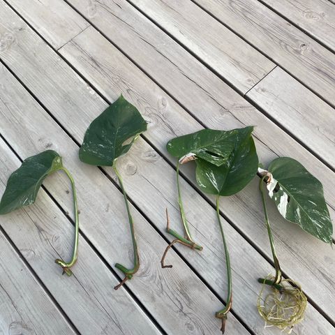 Monstera Variegata stiklinger