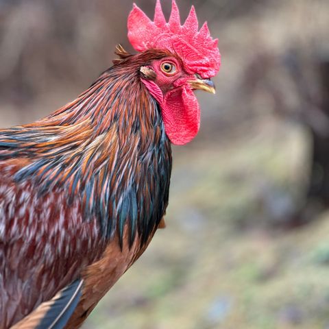 Rugeegg fra Lohmann brun og hvit