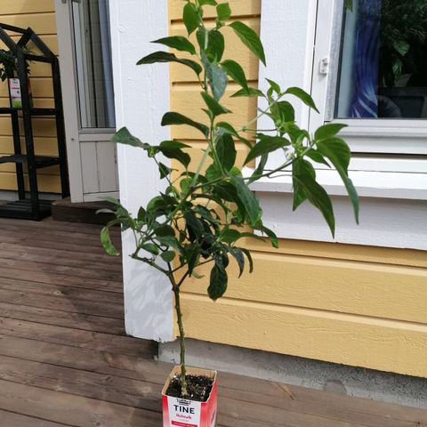 Red Scotch bonnet chillie plant 🌶️🌶️