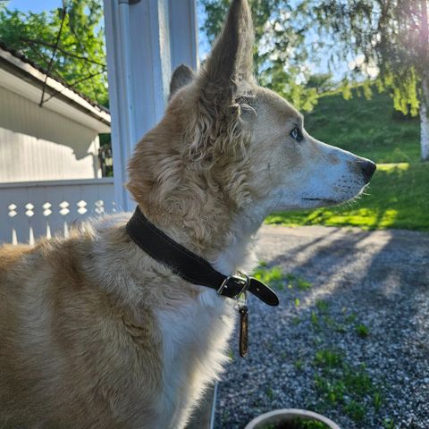 Ønsker hundepass til vår nydelige husky